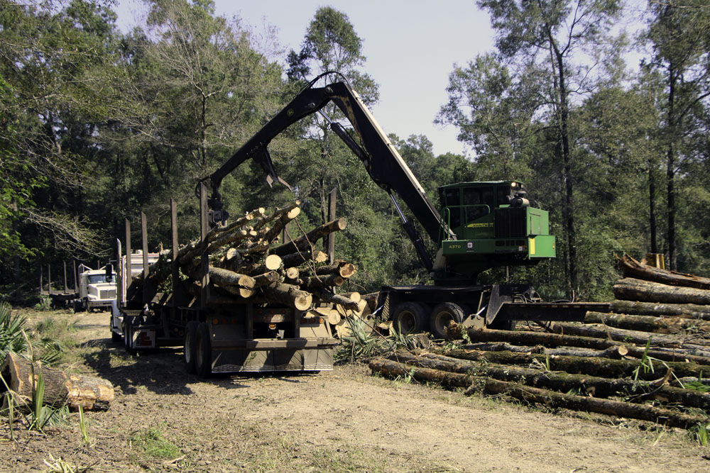 Bandy Logging Inc. | Branching Out